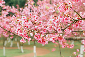 Vintage sakura or cherry blossom