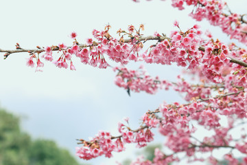 Obraz premium Vintage sakura or cherry blossom