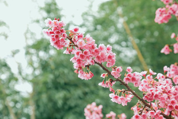 Vintage sakura or cherry blossom