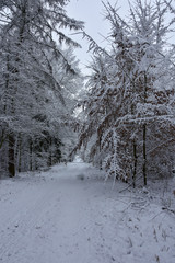 Beautiful winter landscape, white, cold wet snow enveloping the forest.