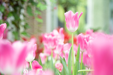 Tulip flowers  in garden nature background