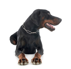 doberman pinscher in studio