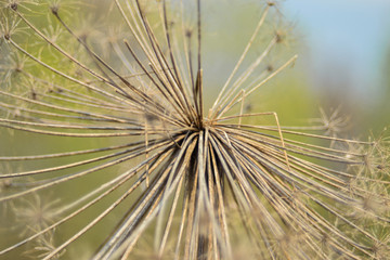 dried plant closeup, autumn, detailing, hogweed