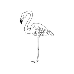 Fototapeta premium Flamingo. Vector hand drawn sketch illustration on white background.