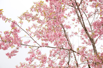 Beautiful cherry blossom or sakura in spring time over  sky