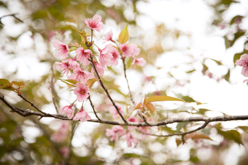 Beautiful cherry blossom or sakura in spring time over  sky
