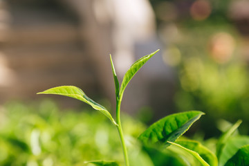 Fresh tea  leaves.