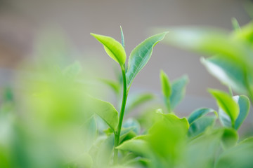 Obraz premium Fresh tea leaves.