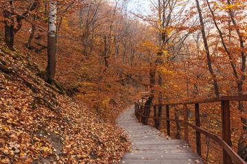 Fototapeta na wymiar Stairs in the forest with fallen leaves