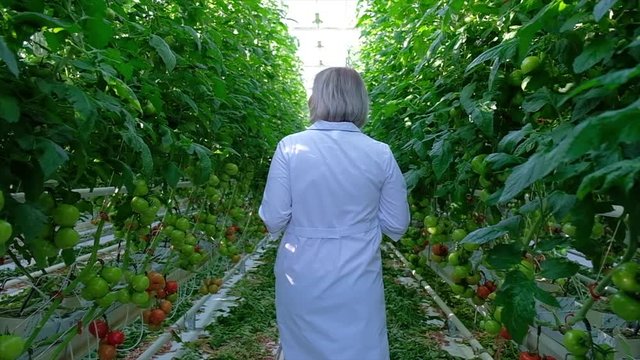 Young Woman Looking at Tomato Plant in Greenhouse