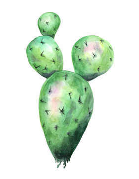 Watercolor exotic green cactus. isolated object on the white background, watercolor hand drawn illustration. Tropic mexican style succulent.