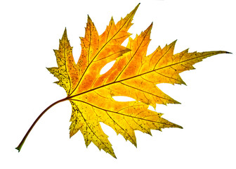 Beautiful colorful yellow red autumn single leaf of Acer saccharinum, commonly known as silver maple isolated on white background