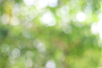 Natural green background, blur, bokeh. Can be used as a background.