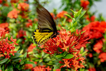 Red spike flowers with black-yellow butterfly