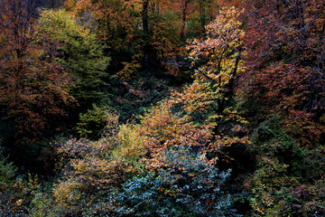 Obraz premium Forest september