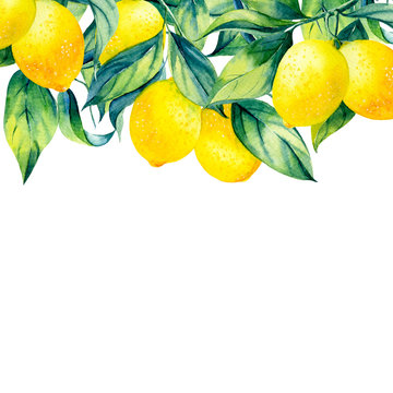 watercolor lemon branch on white background