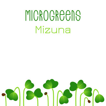 Microgreens Mizuna. Seed packaging design. Sprouting seeds of a plant