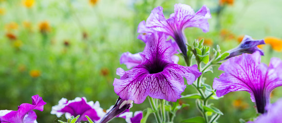 Flowers petunia in a flowerbed on a background of green grass close-up with copy space - obrazy, fototapety, plakaty