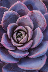 Echeveria succulent plant. Purple and red, wet from morning dew, rain or frost.
