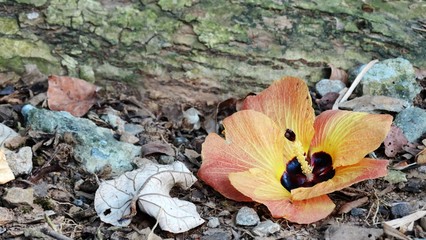 A fallen hibiscus flower on the ground. An autumn image of falling flower in outdoor.