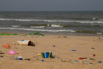 Fototapeta na wymiar Pollution on the beach of beach of Senegal, africa