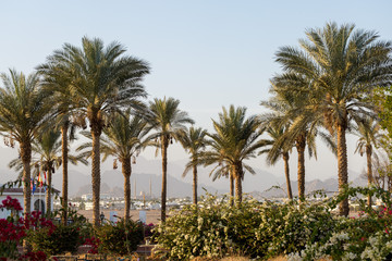 Branches of date palms under blue sky in Summer