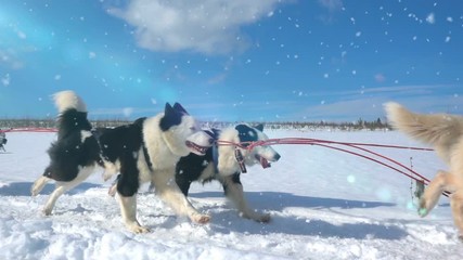 Dogs harnessed by dogs breed Husky pull sled with people, slow motion, Video loop