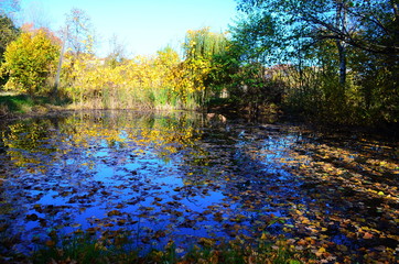 beautiful autumn forest in yellow and gold tones
