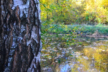 beautiful autumn forest in yellow and gold tones