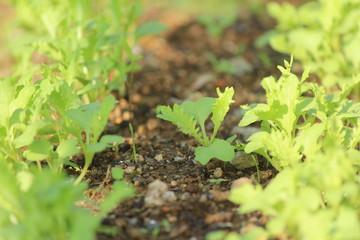 水菜とわさび菜の発芽