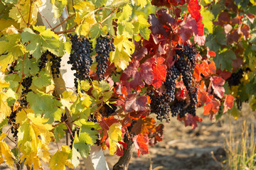 Autumn grapes with red leaves, the vine at sunset is reddish yellow	