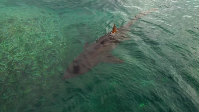 小笠原　トビウオ桟橋　水面を泳ぐシロワニ