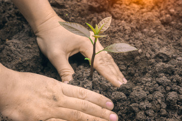 Hand with green little plant growing in soil