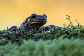 The incredible Fire salamander at sunrise (Salamander salamander)