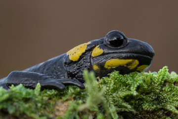 Closeup of Fire salamander in the forest (Salamandra salamandra)