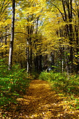 beautiful autumn forest in yellow and gold tones