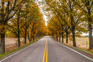 View of road with oak trees alley at autumn