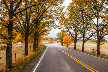 Fototapeta premium View of road with oak trees alley at autumn