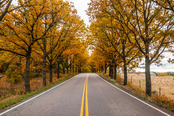 Fototapeta na wymiar View of road with oak trees alley at autumn