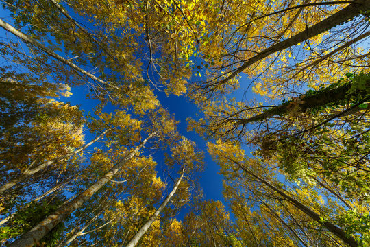 Copas de los chopos a contrapicado en oto&ntilde;o con las hojas amarillas. Populus.