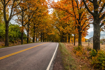 Obraz premium View of road with oak trees alley at autumn