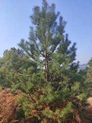 Tree canopy in autumn
