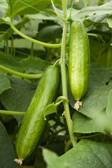Bush of cucumbers with fruits