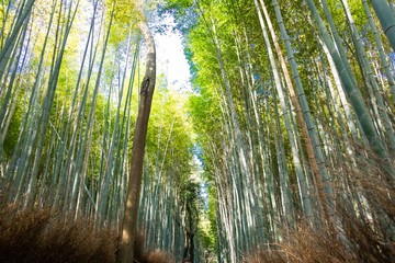 Bamboo forest at Arashiyama Kyoto, Japan