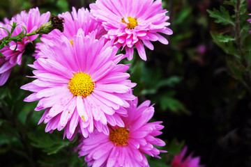 pink flowers in the garden