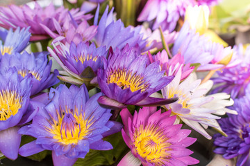 Obraz premium Purple ,Pink and White Lotus flowers with yellow pollen and rainy drop on petal surface are blooming full in the pond ,Selective focus.