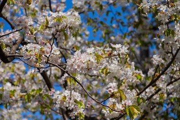 Small cherry blossom in spring season, Japan