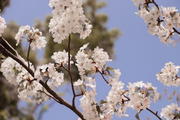 Small cherry blossom in spring