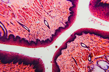 Cross section esophagus dog