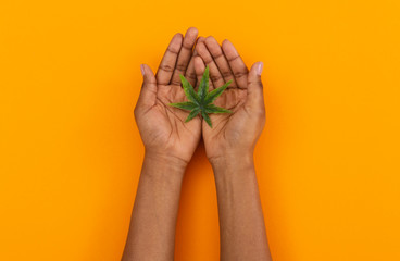 Cannabis leaf in open palms of female over orange background
